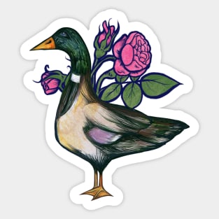 Mallard Duck Sticker